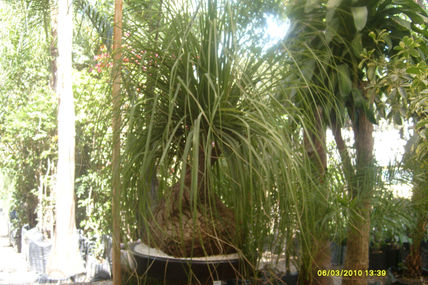 Biocarnia i