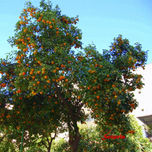 Árboles thumbnail 1