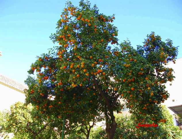 Naranjos El Palo 