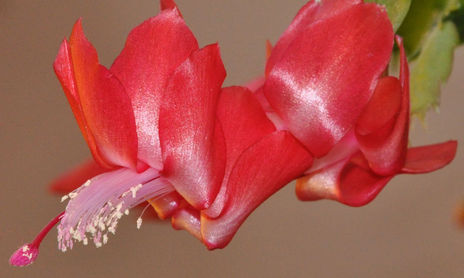 FLORES