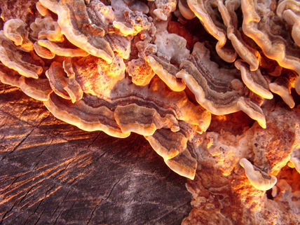 Busto fungi