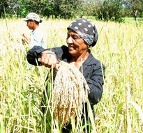 La corta de arroz