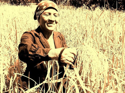 La corta de arroz