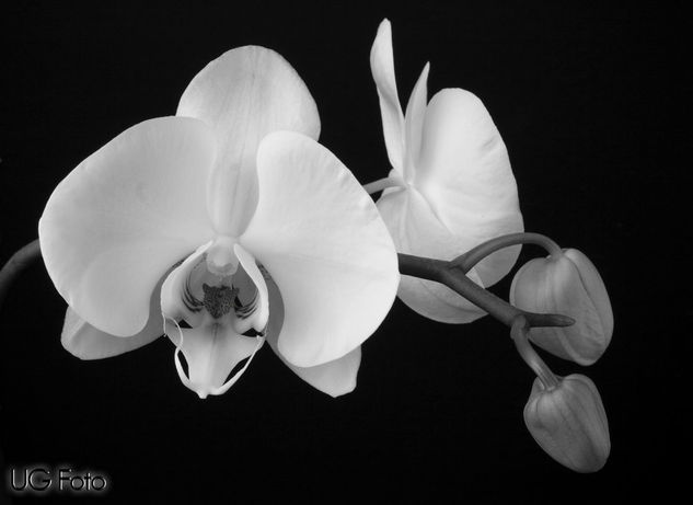 Orchid Naturaleza Blanco y Negro (Digital)