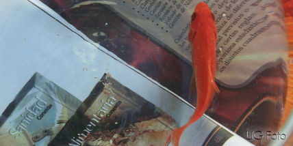 Peces