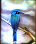 pajaro argentino
