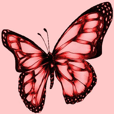 mariposa