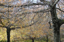Otoño
