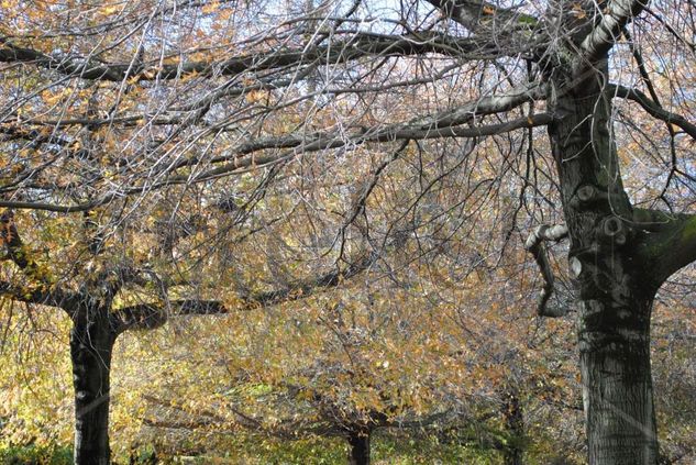 Otoño 