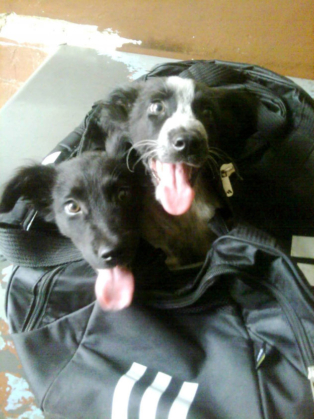 perritos callejeros