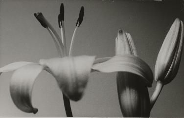 fleur