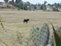 Corazon de nopal