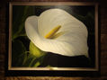 NATURALEZA BLANCA