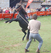 Asturcon asturias