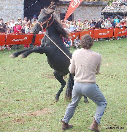 Asturcon asturias