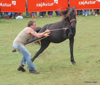 El Asturcon Asturias