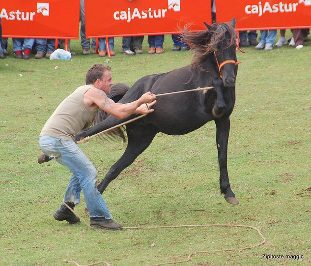 El Asturcon Asturias 