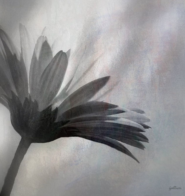 Una caricia, el viento regalaba