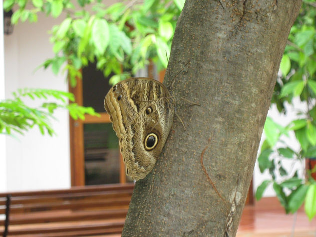 Panambi Nature Alternative techniques