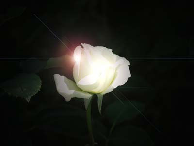 Flor blanca