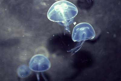 Medusas 