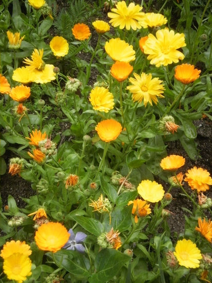 En el jardín de Muffy