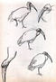 aves
