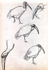 Aves 2