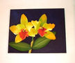 Orquideas Amarillas