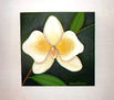 Orquidea Blanca