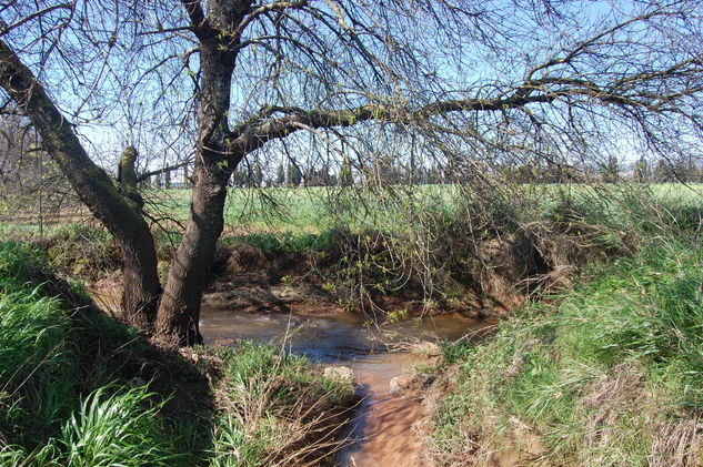 ARBOL Y ARROLLO 