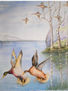Patos