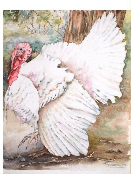 Pavo