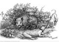 PODENCOS CON JABALI