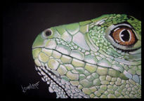 Iguana