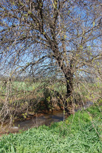 Sos, naturaleza