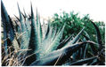 agave