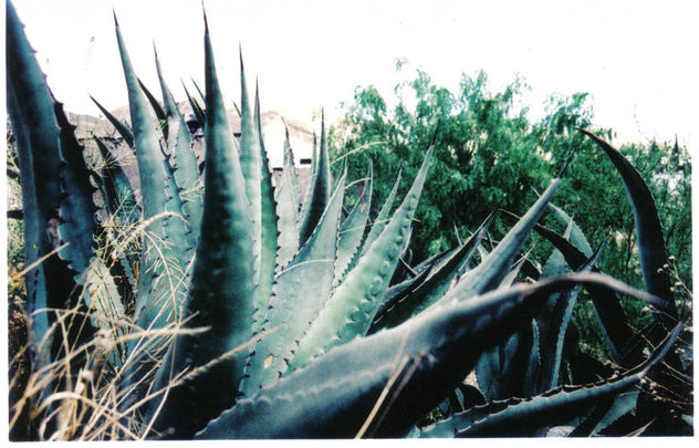 agave
