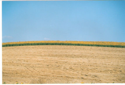 Ejercito de girasoles