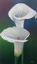 flor 10