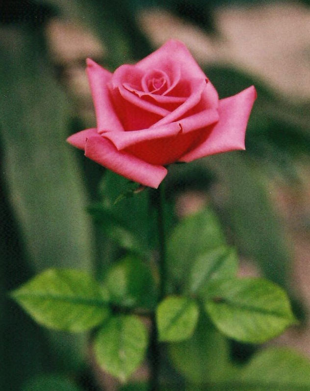 rosa1