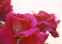 Rosa2