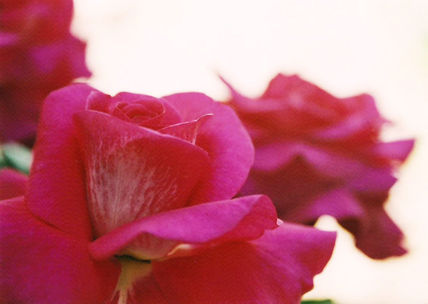 Rosa2
