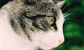 mirada