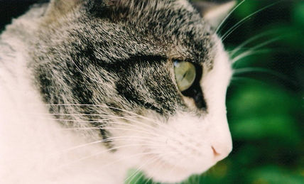 Mirada