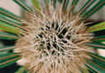 espinas