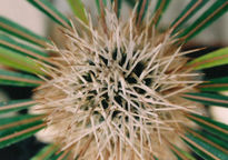Espinas