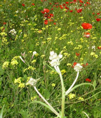 Flores cilbestres