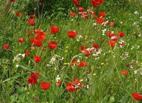 Flores silbestres