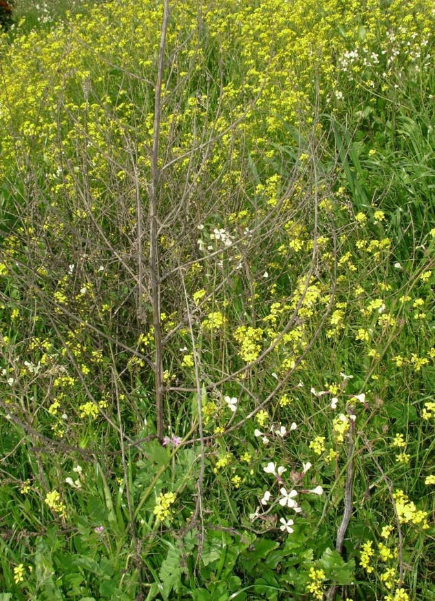 naturaleza viva